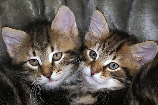 Sibirische Katzen Yanisha und Yasmina von der Gronau