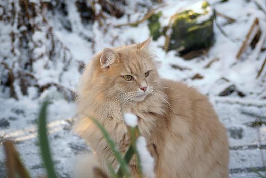 Sibirische Katze Floris-Yanfa von der Gronau