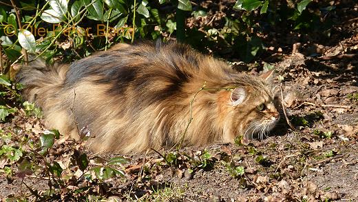 Moritz von der Gronau-Zaimka Avos - Sibirische Katze