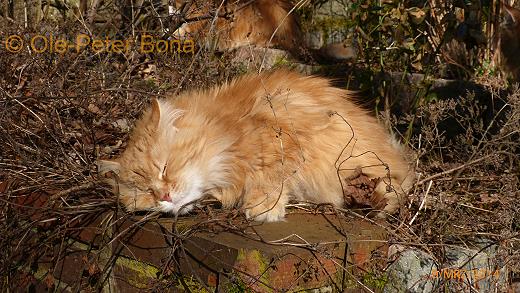 Sandokhan von der Gronau - Sibirische Katze