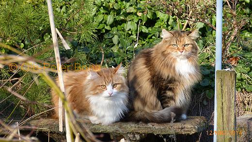 Katrinchen und Dana - Sibirische Katze