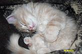 Sibirische Katzen Borsoj von der Gronau