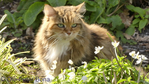 Sibirische Katzen Spirit of New Heaven´s Dana