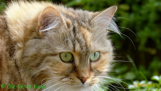 Gwenja von der Gronau Sibirische Katze