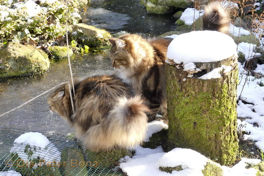 Sibirische Katzen Spirit of New Heaven´s  Catjuscha und Sohn Max von der Gronau