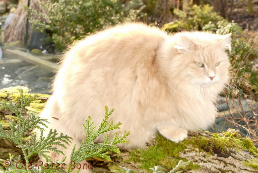 Sibirische Katzen Floris von der Gronau