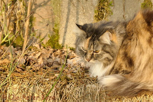 Sibirische Katzen Hela von der Gronau
