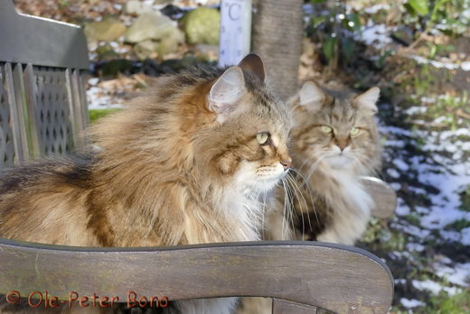 Sibirische Katzen  Moritz und Max von der Gronau