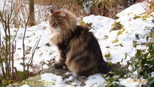 Sibirische Katzen Max von der Gronau