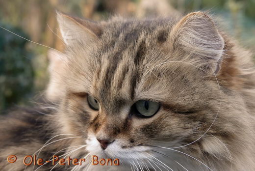  Sibirische Katzen Spirit of New Heaven´s Catjuscha