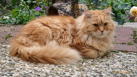 Sibirische Katze Sandokhan von der Gronau