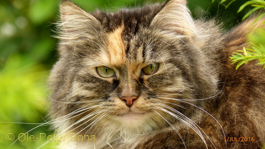 Sibirische Katze Hela von der Gronau