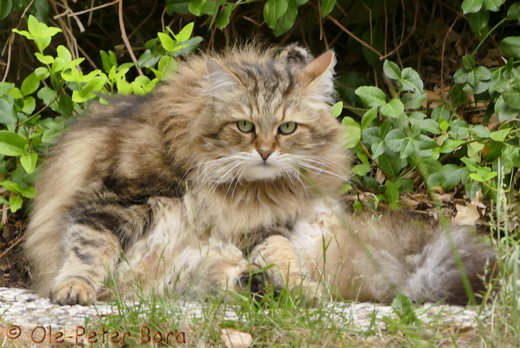 Sibirische Katzen Moritz von der Gronau