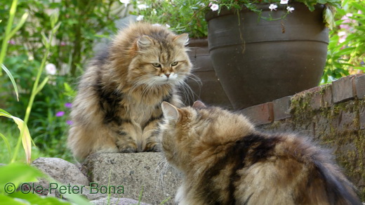 Sibirische Katzen Woschi