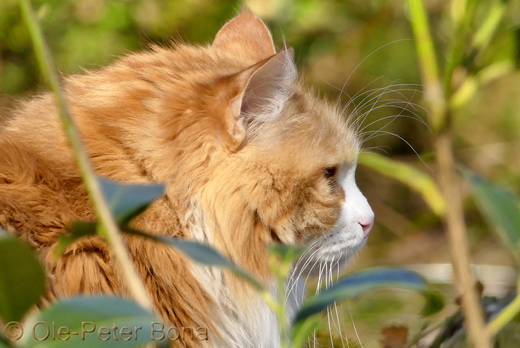 Sibirische Katze Katrinchen von der Gronau