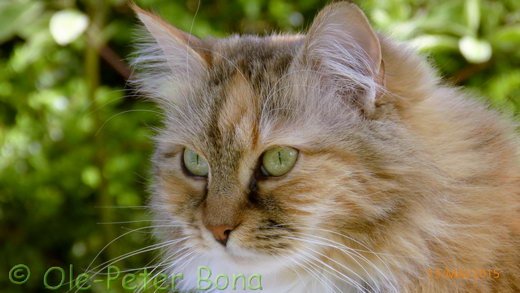 Sibirische Katze Gwenja von der Gronau