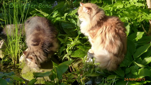 Sibirische Katzen Zaimka Avos und Sohn Max von der Gronau