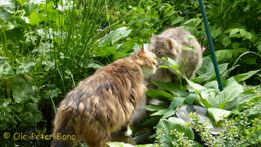 Sibirische Katzen Fadejew vom Schloßpavillon und Hetty von der Gronau