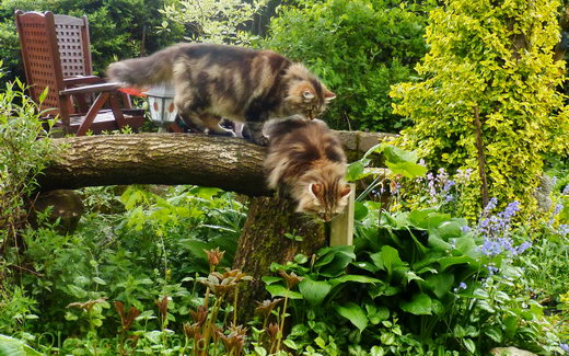 Sibirische KatzenMax und Moritz von der Gronau