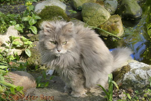 Sibirische Katzen Yanisha von der Gronau