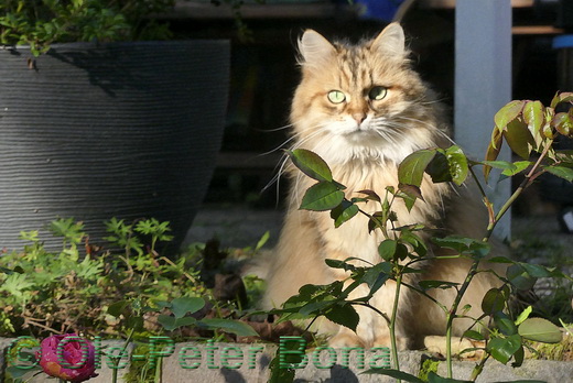 Sibirische Katze Spirit of New Heaven´s Allegra