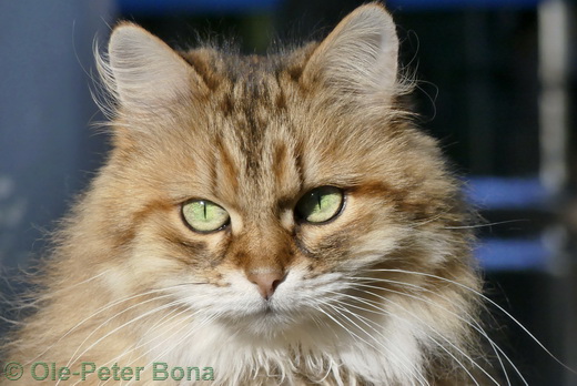Sibirische Katze Spirit of New Heaven´s Allegra