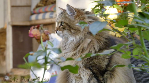  Sibirische Katzen Moritz von der Gronau