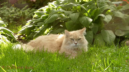 Sibirische Katze Floris von der Gronau