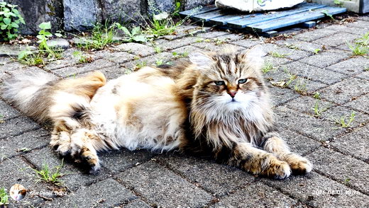 Sibirische Katze Max von der Gronau
