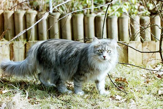 Sibirische Katzen Alexa von der Gronaui
