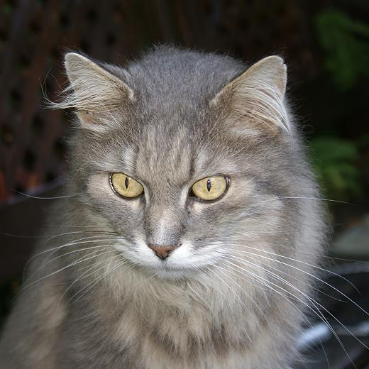 Sibirische Katze Bogomil von der Gronau