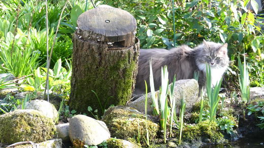 Floris von der Gronau - Sibirische Katze