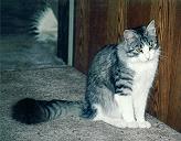 Igor von der Gronau * Sibirische Katze