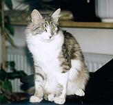 Sibirische Katze Iljoscha von der Gronau