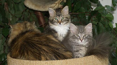 E-Wurf-Sibirische Katzen von der Gronau