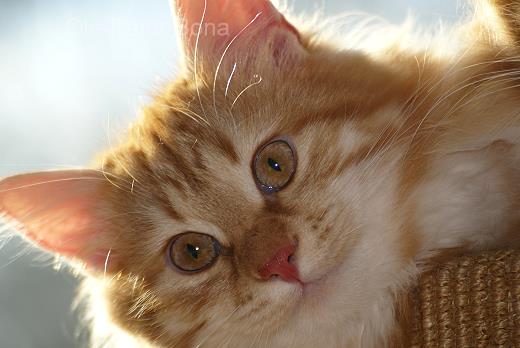 Sibirische Katze - Karli von der Gronau