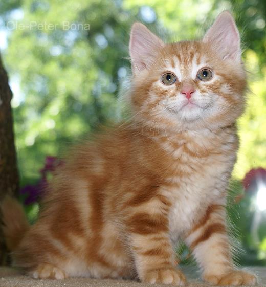 Krischan-Sibirische Katzen von der Gronau - 25479 Ellerau - 04106 71661