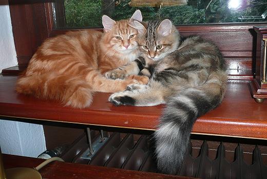 Ludvik- und-Krischan-Sibirische Katzen von der Gronau - 25479 Ellerau - 04106 71661