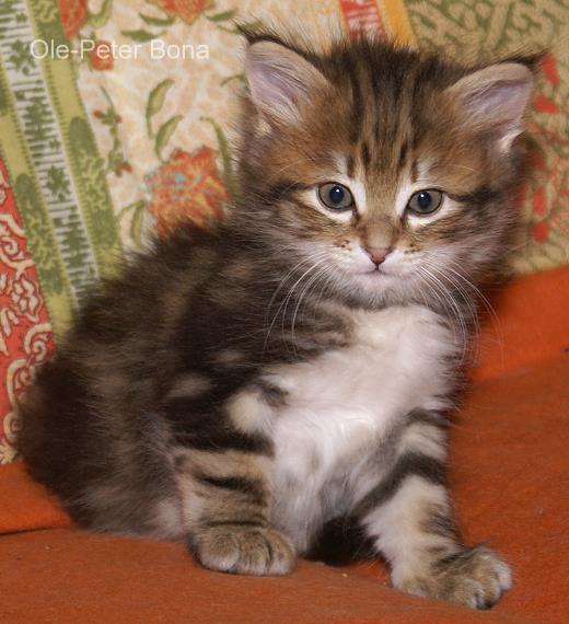 Ludwig-Sibirische Katzen von der Gronau - 25479 Ellerau - 04106 71661
