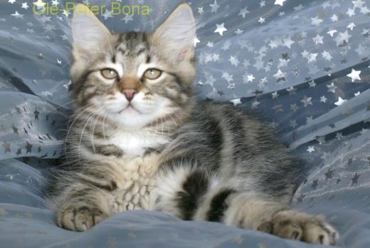 Sibirische Katzen - Max von der Gronau
