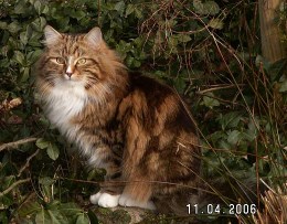 Sibirische Katzen von der Gronau - 25479 Ellerau - 04106 71661