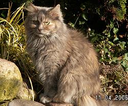 Sibirische Katzen von der Gronau - 25479 Ellerau - 04106 71661