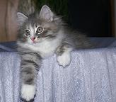 Sibirische Katzen Fiona von der Gronau * An der Gronau 7 * 25479 Ellerau * Tel./Fax: 04106 71661