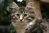 Sibirische Katzen Flavia von der Gronau * An der Gronau 7 * 25479 Ellerau * Tel./Fax: 04106 71661
