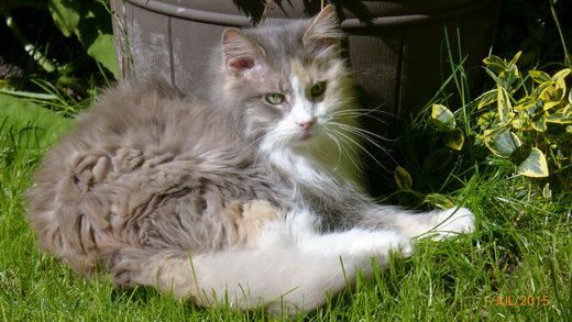 Sandokhan von der Gronau Sibirische Katze