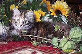 Sibirische Katze Zabrina von der Gronau