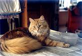 Sibirische Katze Zyrianka von der Gronau