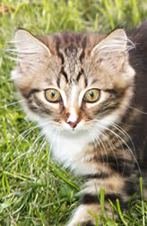 Sibirische Katzen von der Gronau * An der Gronau 7 * 25479 Ellerau * Tel./Fax: 04106 71661