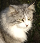 Sibirische Katze Konstantin von der Gronau
