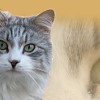 Sibirische Katze von der Gronau